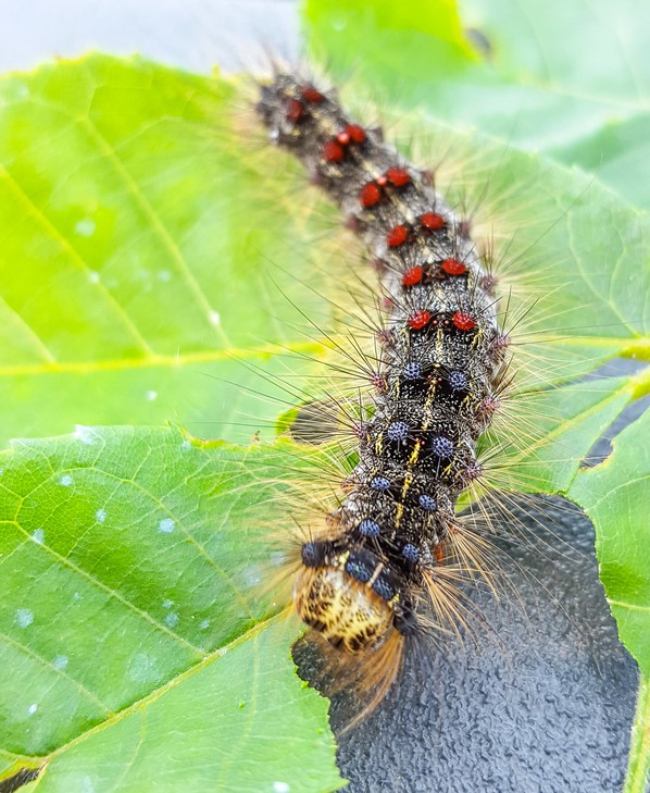 Spongy Moth caterpillar