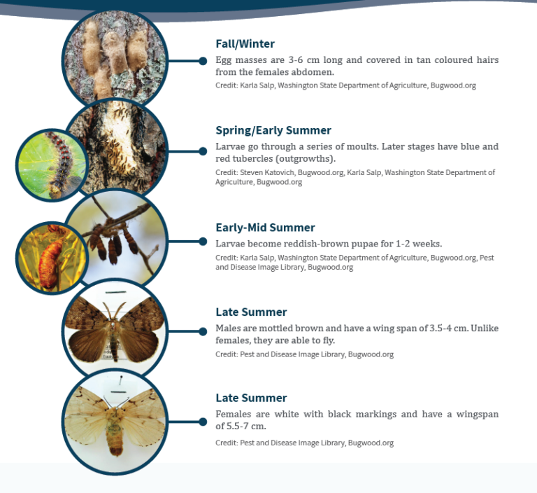 Spongy Moth Canadian Council on Invasive Species