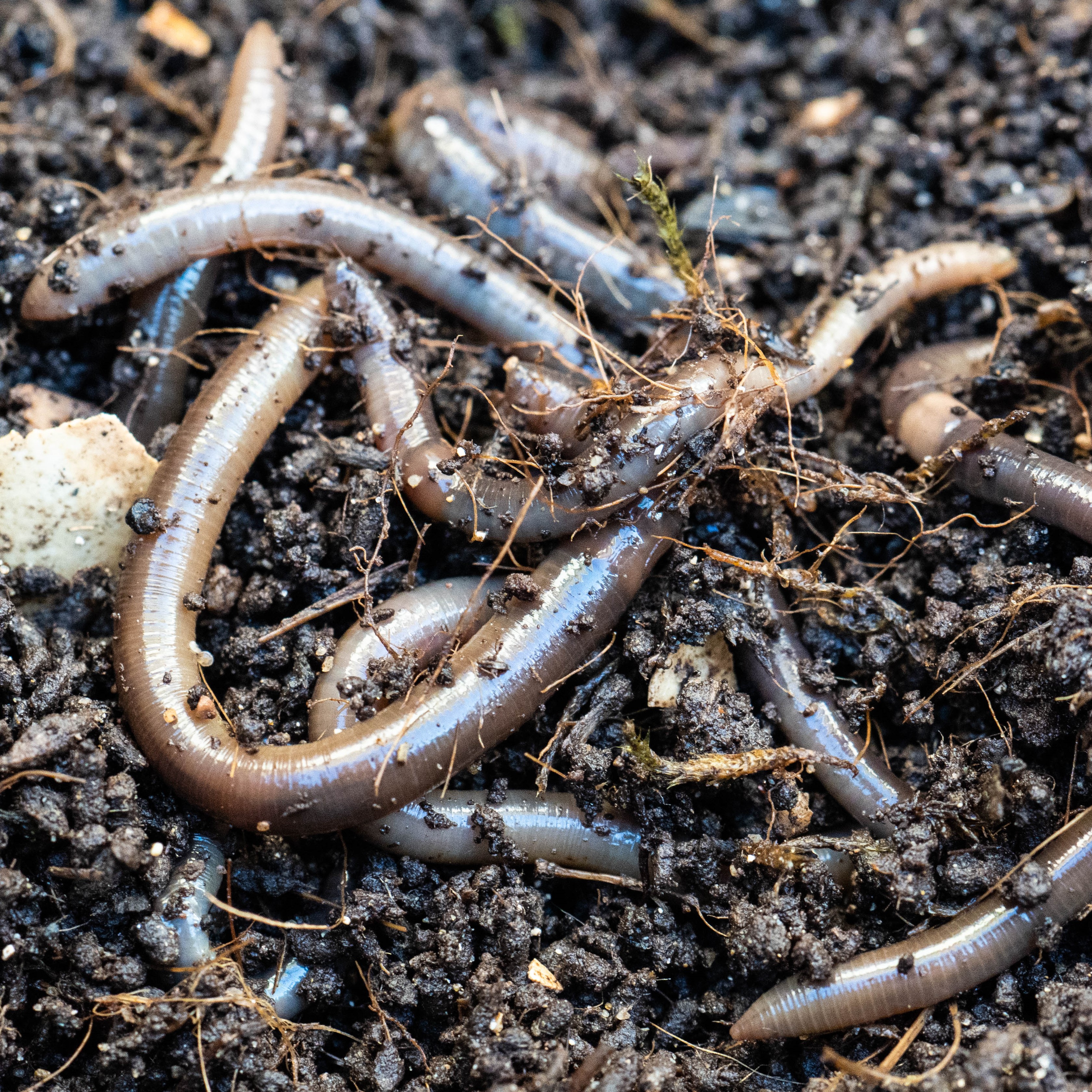 Jumping Worms - Canadian Council on Invasive Species
