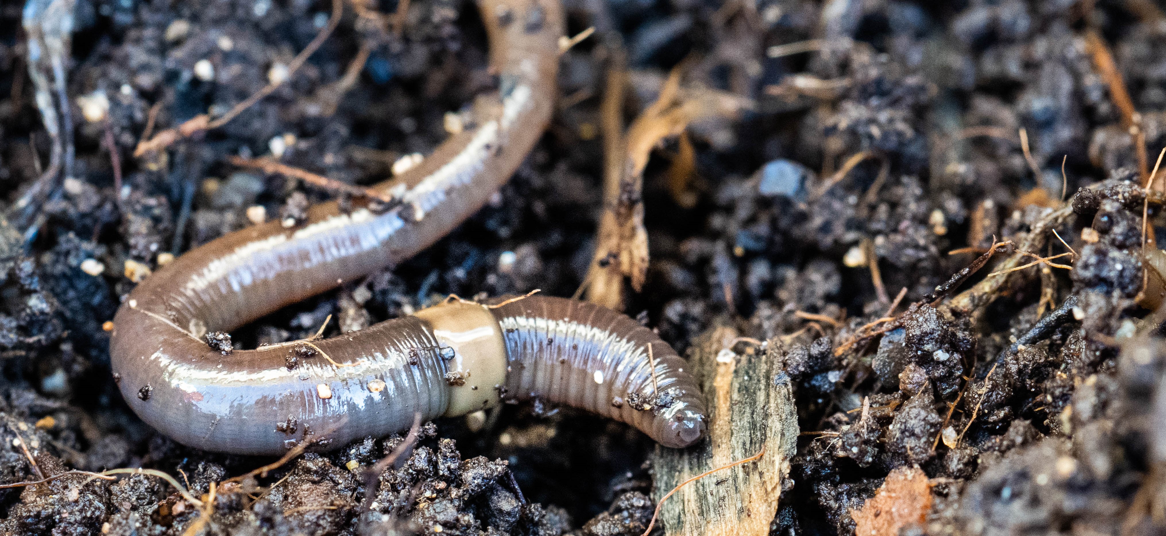 Earthworms are changing Canadian forests