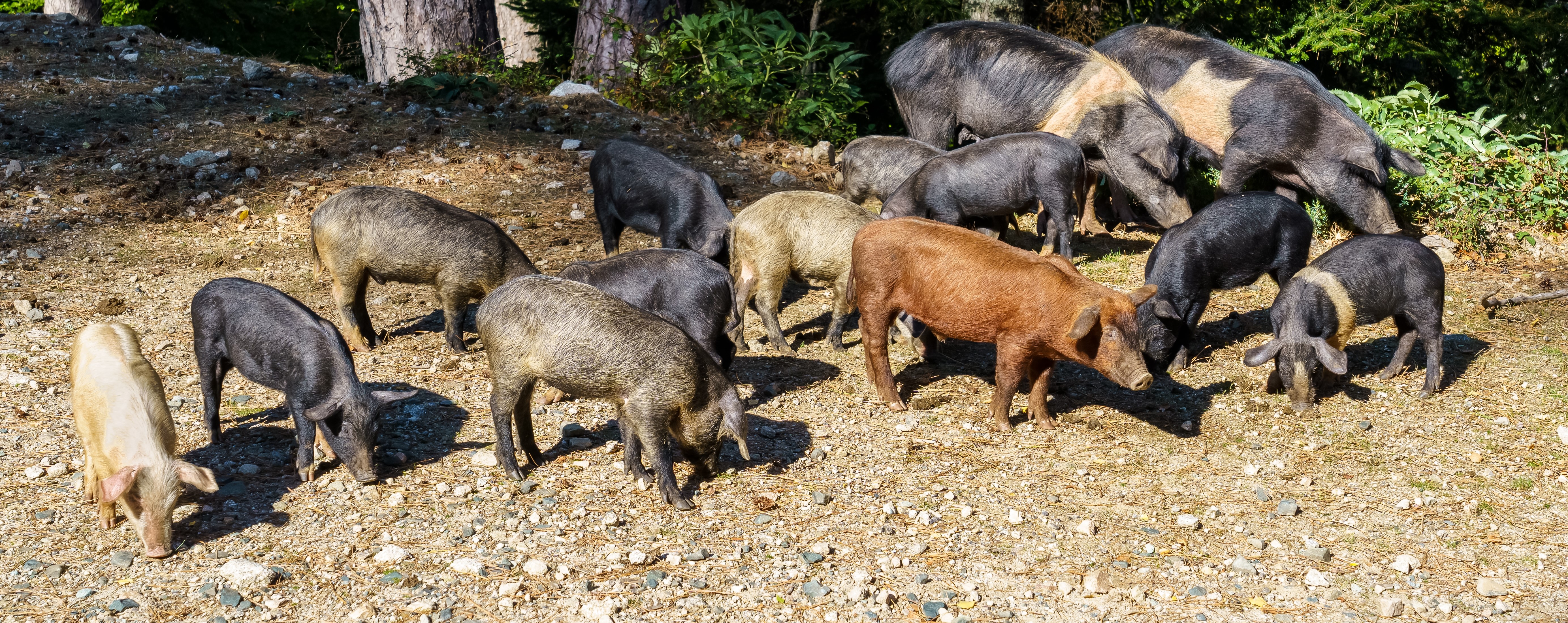 Wild Pigs – Invasive Species Centre