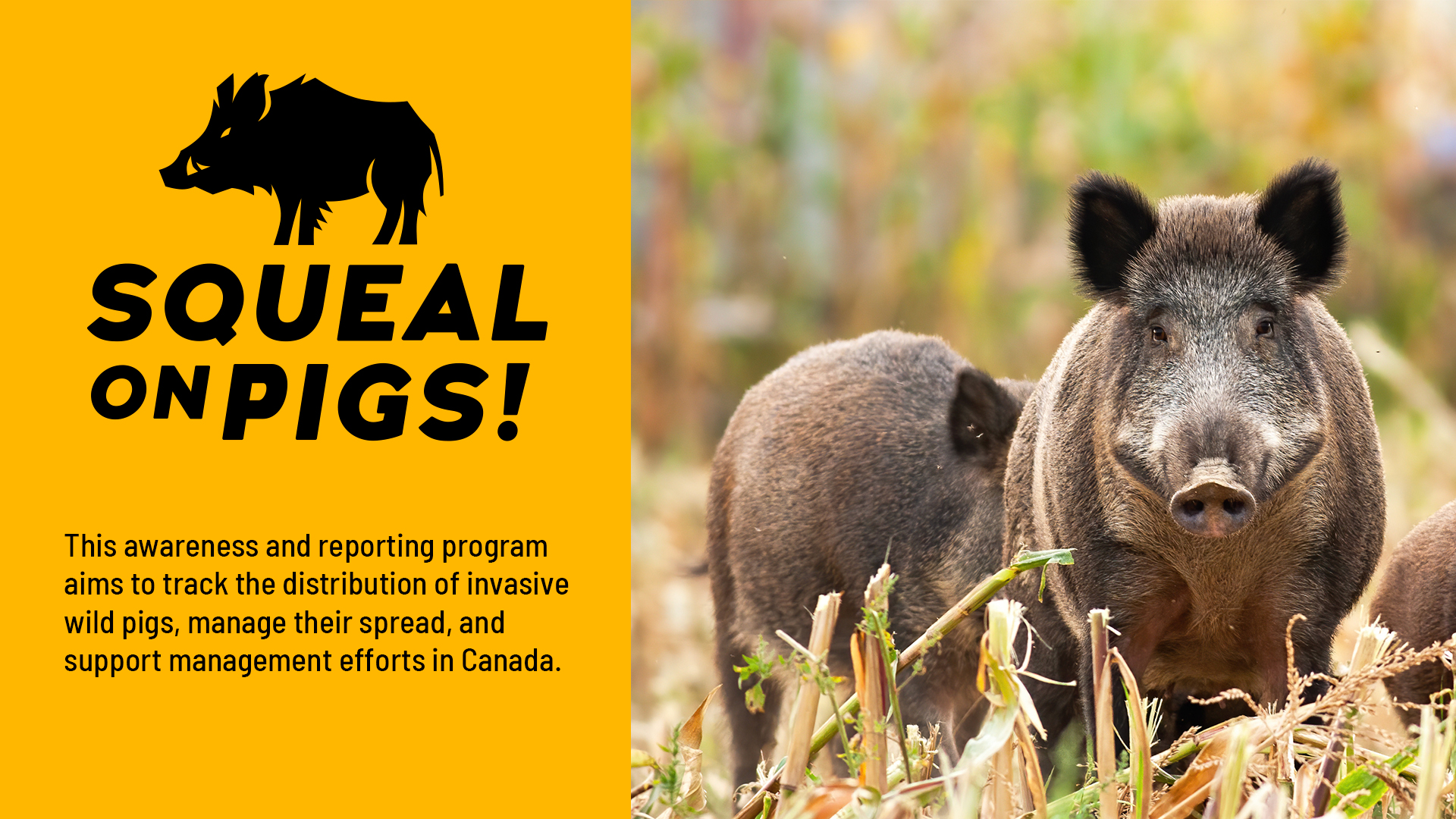 squeal-on-pigs-north-american-partnership-asks-for-help-protecting