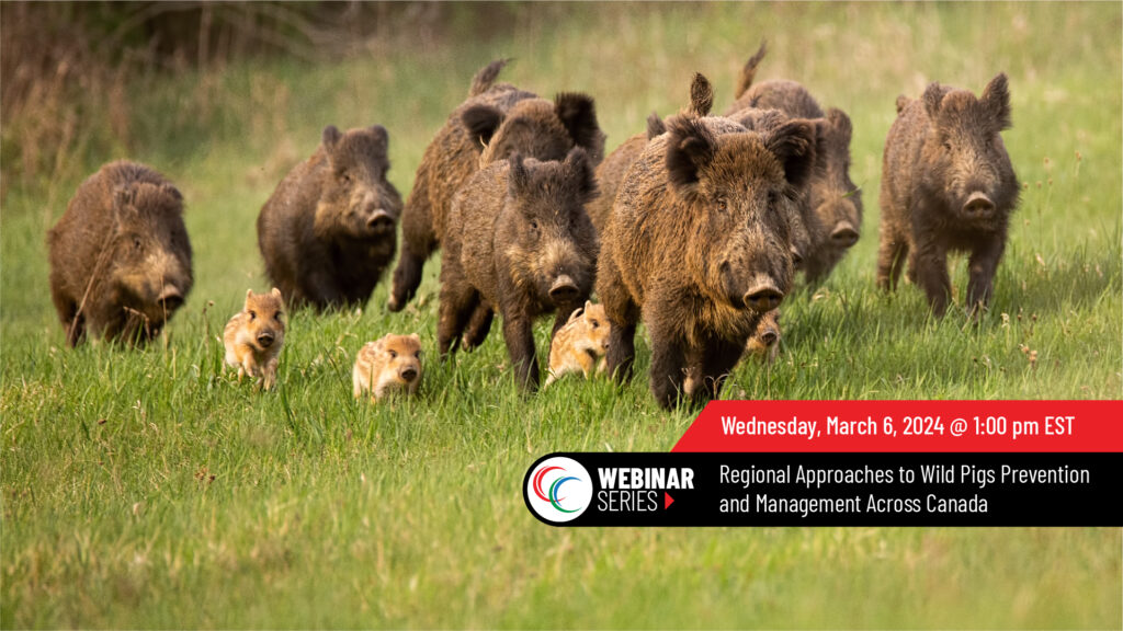 Webinar series - Mar 76 - Regional approaches to Wild Pigs Prevention & Management Acorss Canada