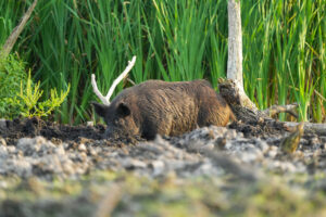 Image of a wild pig wallowing in mud.